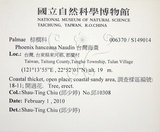 中文名:臺灣海棗(S149014)學名:Phoenix hanceana Naudin(S149014)中文別名:台灣海棗英文名:Formosan date Palm