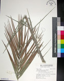 中文名:臺灣海棗(S149014)學名:Phoenix hanceana Naudin(S149014)中文別名:台灣海棗英文名:Formosan date Palm