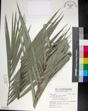 中文名:臺灣海棗(S149015)學名:Phoenix hanceana Naudin(S149015)中文別名:台灣海棗英文名:Formosan date Palm