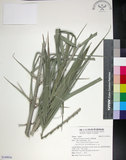 中文名:臺灣海棗(S149016)學名:Phoenix hanceana Naudin(S149016)中文別名:台灣海棗英文名:Formosan date Palm