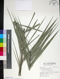 中文名:臺灣海棗(S149017)學名:Phoenix hanceana Naudin(S149017)中文別名:台灣海棗英文名:Formosan date Palm