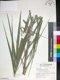 中文名:臺灣海棗(S149018)學名:Phoenix hanceana Naudin(S149018)中文別名:台灣海棗英文名:Formosan date Palm