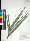 中文名:臺灣海棗(S149018)學名:Phoenix hanceana Naudin(S149018)中文別名:台灣海棗英文名:Formosan date Palm