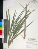 中文名:臺灣海棗(S149019)學名:Phoenix hanceana Naudin(S149019)中文別名:台灣海棗英文名:Formosan date Palm
