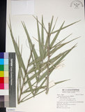 中文名:臺灣海棗(S149022)學名:Phoenix hanceana Naudin(S149022)中文別名:台灣海棗英文名:Formosan date Palm