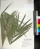 中文名:臺灣海棗(S149023)學名:Phoenix hanceana Naudin(S149023)中文別名:台灣海棗英文名:Formosan date Palm