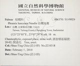 中文名:臺灣海棗(S149024)學名:Phoenix hanceana Naudin(S149024)中文別名:台灣海棗英文名:Formosan date Palm