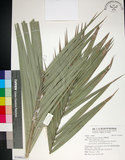中文名:臺灣海棗(S149025)學名:Phoenix hanceana Naudin(S149025)中文別名:台灣海棗英文名:Formosan date Palm