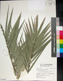 中文名:臺灣海棗(S149027)學名:Phoenix hanceana Naudin(S149027)中文別名:台灣海棗英文名:Formosan date Palm