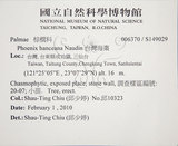 中文名:臺灣海棗(S149029)學名:Phoenix hanceana Naudin(S149029)中文別名:台灣海棗英文名:Formosan date Palm