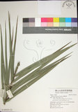 中文名:臺灣海棗(S149029)學名:Phoenix hanceana Naudin(S149029)中文別名:台灣海棗英文名:Formosan date Palm