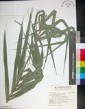 中文名:臺灣海棗(S149038)學名:Phoenix hanceana Naudin(S149038)中文別名:台灣海棗英文名:Formosan date Palm