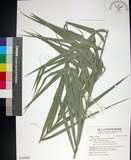 中文名:臺灣海棗(S149040)學名:Phoenix hanceana Naudin(S149040)中文別名:台灣海棗英文名:Formosan date Palm
