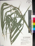 中文名:臺灣海棗(S149041)學名:Phoenix hanceana Naudin(S149041)中文別名:台灣海棗英文名:Formosan date Palm
