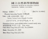 中文名:臺灣海棗(S149042)學名:Phoenix hanceana Naudin(S149042)中文別名:台灣海棗英文名:Formosan date Palm