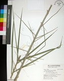 中文名:臺灣海棗(S149042)學名:Phoenix hanceana Naudin(S149042)中文別名:台灣海棗英文名:Formosan date Palm