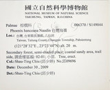 中文名:臺灣海棗(S149044)學名:Phoenix hanceana Naudin(S149044)中文別名:台灣海棗英文名:Formosan date Palm