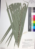 中文名:臺灣海棗(S149046)學名:Phoenix hanceana Naudin(S149046)中文別名:台灣海棗英文名:Formosan date Palm