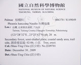 中文名:臺灣海棗(S149049)學名:Phoenix hanceana Naudin(S149049)中文別名:台灣海棗英文名:Formosan date Palm