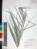 中文名:臺灣海棗(S149049)學名:Phoenix hanceana Naudin(S149049)中文別名:台灣海棗英文名:Formosan date Palm