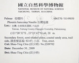 中文名:臺灣海棗(S149050)學名:Phoenix hanceana Naudin(S149050)中文別名:台灣海棗英文名:Formosan date Palm