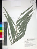 中文名:臺灣海棗(S149050)學名:Phoenix hanceana Naudin(S149050)中文別名:台灣海棗英文名:Formosan date Palm