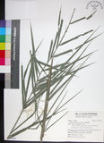 中文名:臺灣海棗(S149051)學名:Phoenix hanceana Naudin(S149051)中文別名:台灣海棗英文名:Formosan date Palm
