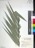 中文名:臺灣海棗(S149053)學名:Phoenix hanceana Naudin(S149053)中文別名:台灣海棗英文名:Formosan date Palm