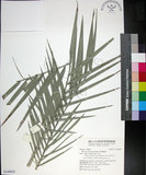 中文名:臺灣海棗(S149054)學名:Phoenix hanceana Naudin(S149054)中文別名:台灣海棗英文名:Formosan date Palm