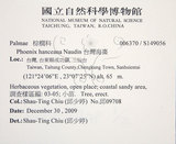 中文名:臺灣海棗(S149056)學名:Phoenix hanceana Naudin(S149056)中文別名:台灣海棗英文名:Formosan date Palm