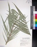 中文名:臺灣海棗(S149056)學名:Phoenix hanceana Naudin(S149056)中文別名:台灣海棗英文名:Formosan date Palm