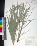 中文名:臺灣海棗(S149057)學名:Phoenix hanceana Naudin(S149057)中文別名:台灣海棗英文名:Formosan date Palm