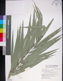 中文名:臺灣海棗(S149059)學名:Phoenix hanceana Naudin(S149059)中文別名:台灣海棗英文名:Formosan date Palm