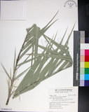 中文名:臺灣海棗(S149060)學名:Phoenix hanceana Naudin(S149060)中文別名:台灣海棗英文名:Formosan date Palm
