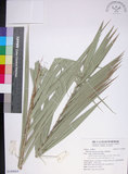 中文名:臺灣海棗(S149064)學名:Phoenix hanceana Naudin(S149064)中文別名:台灣海棗英文名:Formosan date Palm