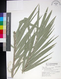 中文名:臺灣海棗(S149065)學名:Phoenix hanceana Naudin(S149065)中文別名:台灣海棗英文名:Formosan date Palm