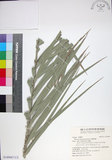 中文名:臺灣海棗(S149067)學名:Phoenix hanceana Naudin(S149067)中文別名:台灣海棗英文名:Formosan date Palm