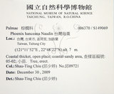 中文名:臺灣海棗(S149069)學名:Phoenix hanceana Naudin(S149069)中文別名:台灣海棗英文名:Formosan date Palm