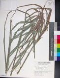 中文名:臺灣海棗(S149070)學名:Phoenix hanceana Naudin(S149070)中文別名:台灣海棗英文名:Formosan date Palm