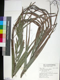 中文名:臺灣海棗(S149071)學名:Phoenix hanceana Naudin(S149071)中文別名:台灣海棗英文名:Formosan date Palm