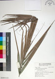 中文名:臺灣海棗(S149073)學名:Phoenix hanceana Naudin(S149073)中文別名:台灣海棗英文名:Formosan date Palm