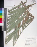 中文名:臺灣海棗(S149074)學名:Phoenix hanceana Naudin(S149074)中文別名:台灣海棗英文名:Formosan date Palm