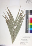 中文名:臺灣海棗(S149076)學名:Phoenix hanceana Naudin(S149076)中文別名:台灣海棗英文名:Formosan date Palm