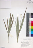 中文名:臺灣海棗(S149076)學名:Phoenix hanceana Naudin(S149076)中文別名:台灣海棗英文名:Formosan date Palm