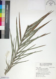 中文名:臺灣海棗(S149077)學名:Phoenix hanceana Naudin(S149077)中文別名:台灣海棗英文名:Formosan date Palm