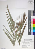 中文名:臺灣海棗(S149077)學名:Phoenix hanceana Naudin(S149077)中文別名:台灣海棗英文名:Formosan date Palm