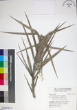 中文名:臺灣海棗(S149078)學名:Phoenix hanceana Naudin(S149078)中文別名:台灣海棗英文名:Formosan date Palm