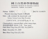 中文名:臺灣海棗(S149079)學名:Phoenix hanceana Naudin(S149079)中文別名:台灣海棗英文名:Formosan date Palm