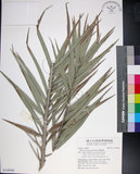 中文名:臺灣海棗(S149080)學名:Phoenix hanceana Naudin(S149080)中文別名:台灣海棗英文名:Formosan date Palm