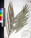中文名:臺灣海棗(S149082)學名:Phoenix hanceana Naudin(S149082)中文別名:台灣海棗英文名:Formosan date Palm